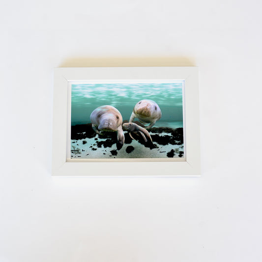 Two Manis and a Pedi Manatee Framed Art Print