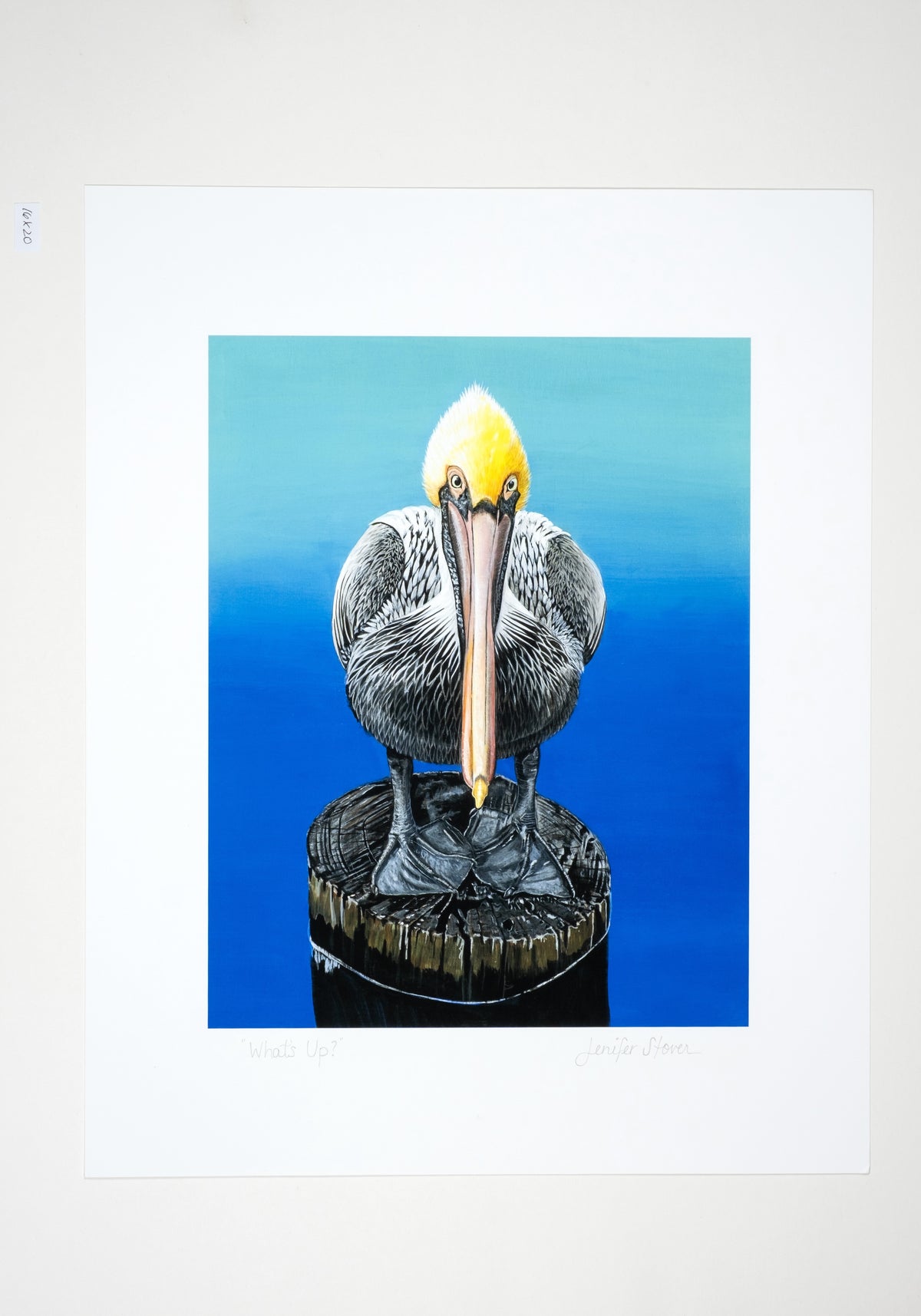 Museum Quality "What's Up?" Pelican Unframed Fine Art Print