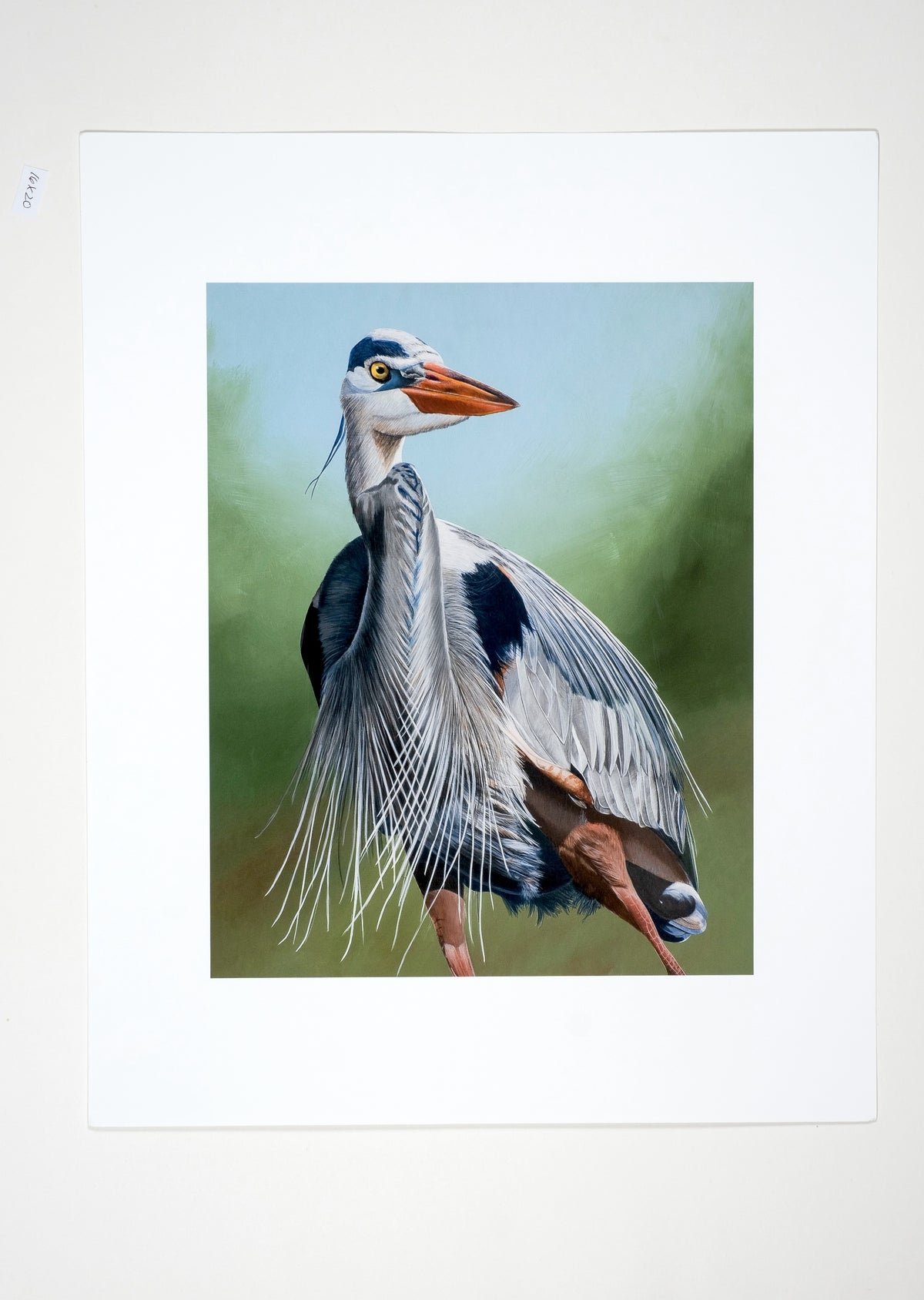 Museum Quality Great Blue Heron Fine Art Print Unframed