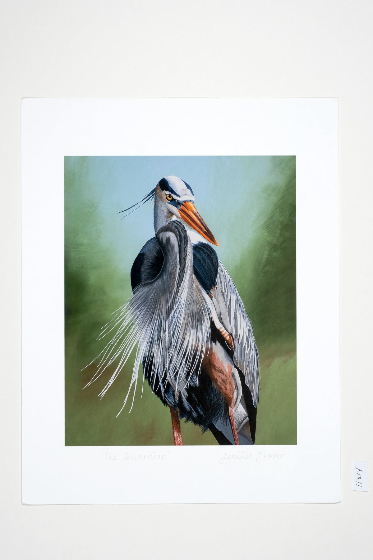 Museum Quality Great Blue Heron Fine Art Print Unframed