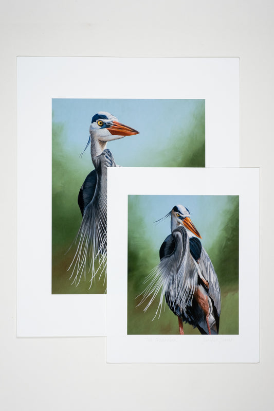 Museum Quality Great Blue Heron Fine Art Print Unframed