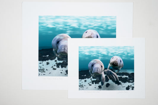 Museum Quality "Two Manis and a Pedi" Manatee Unframed Fine Art Print