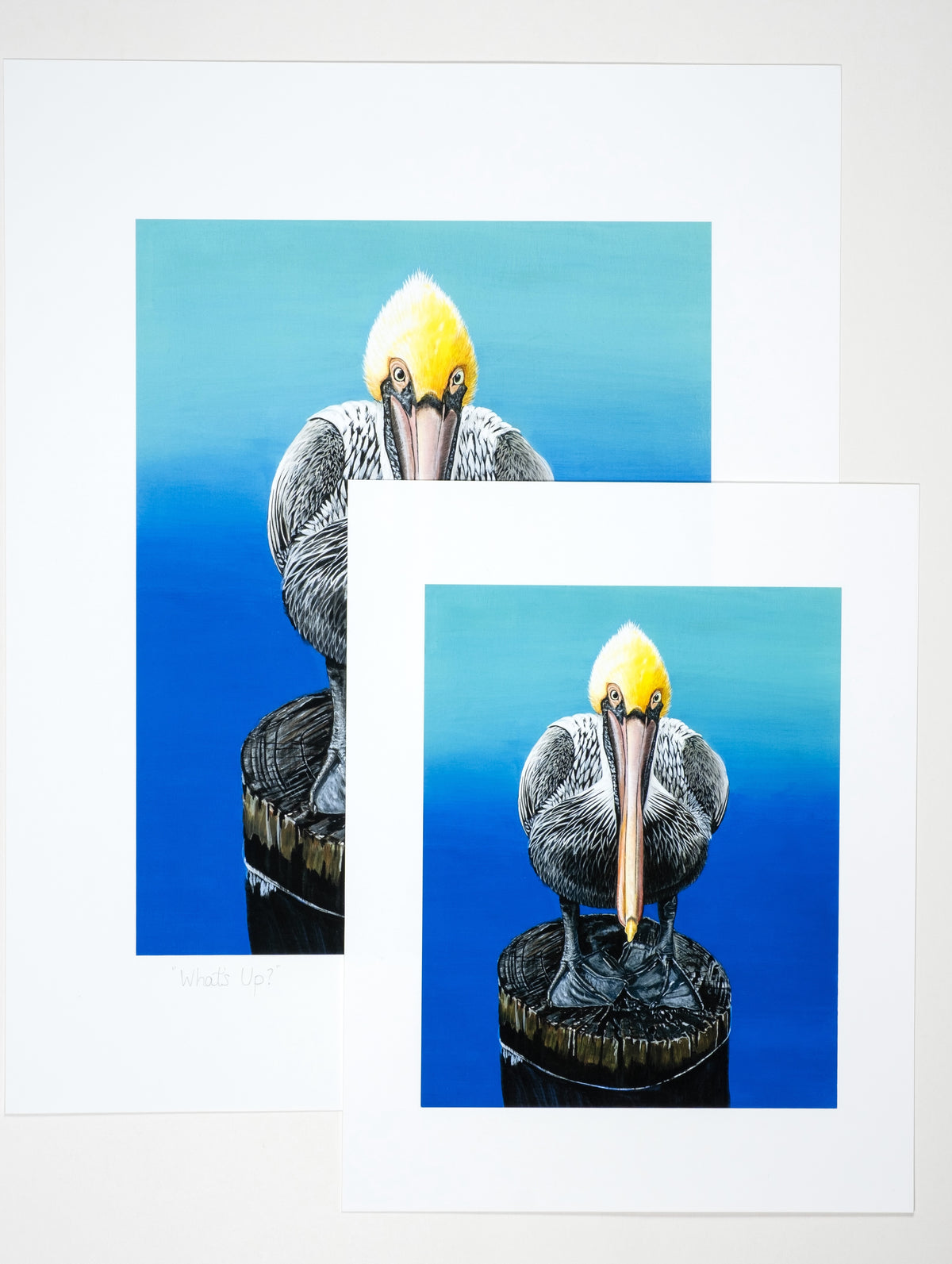 Museum Quality "What's Up?" Pelican Unframed Fine Art Print