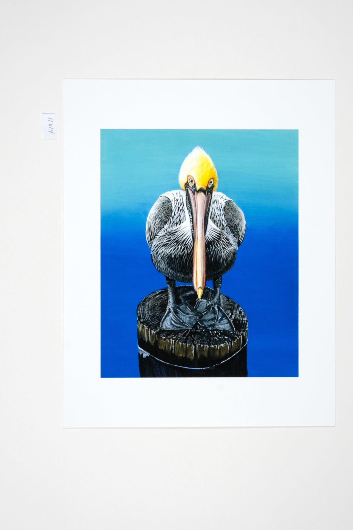 Museum Quality "What's Up?" Pelican Unframed Fine Art Print
